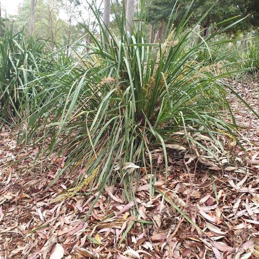 Lomandra 15