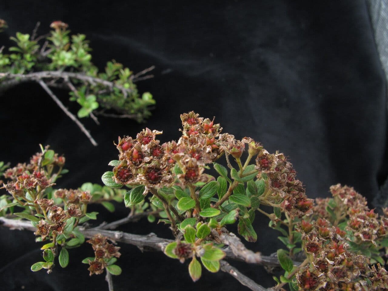 Spirea arcuata 3