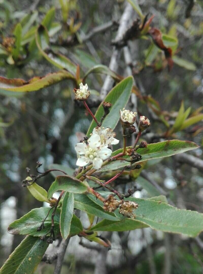 Aronia rossa 6