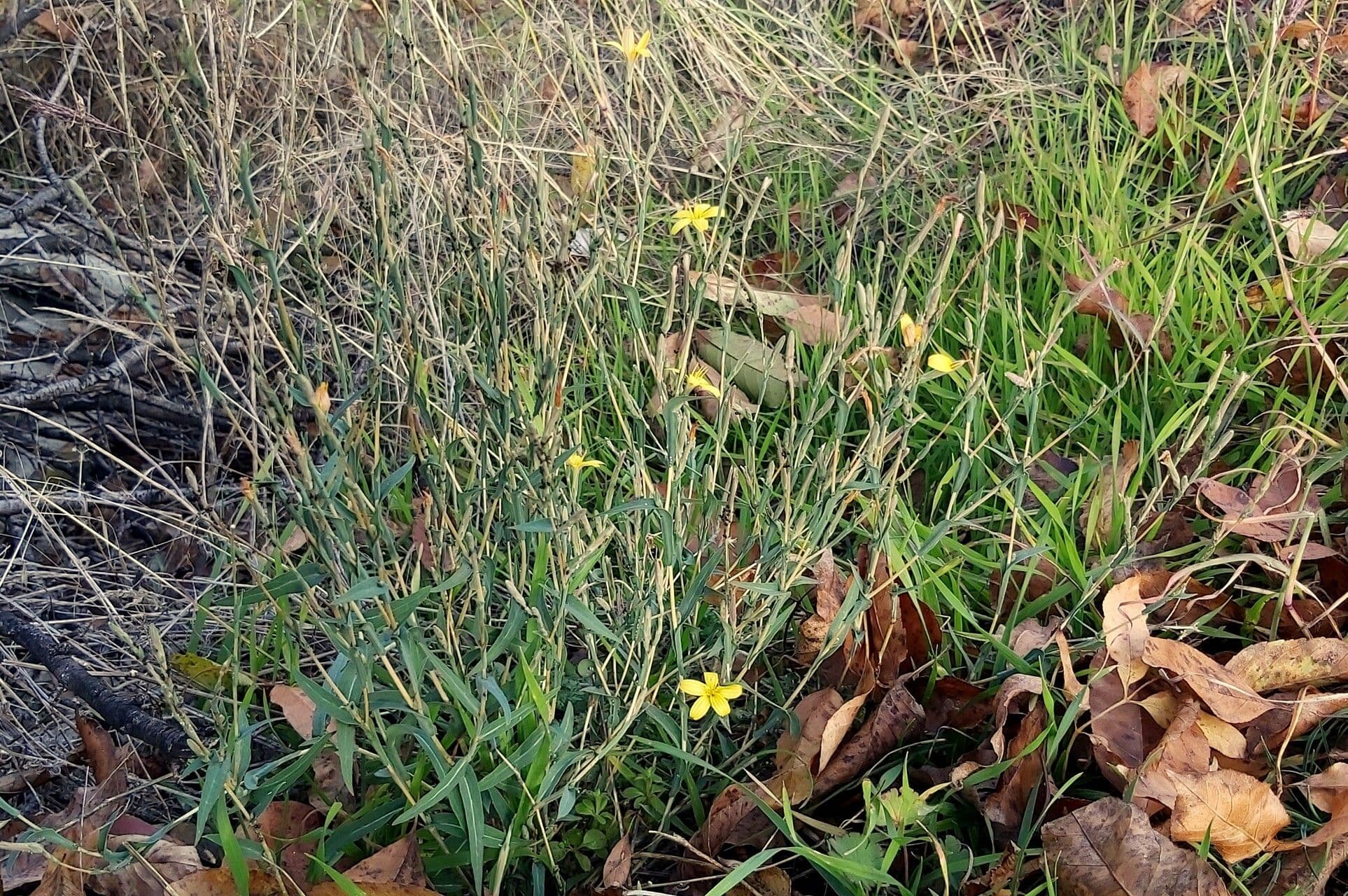 Lactuca saligna 15