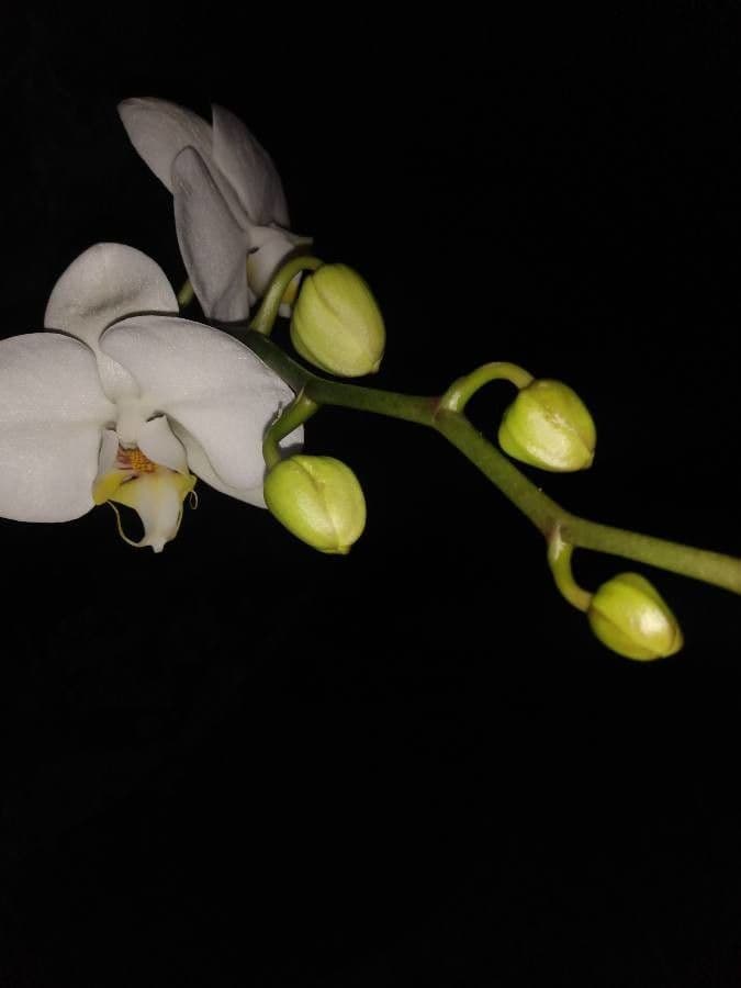 Orchidea farfalla 21