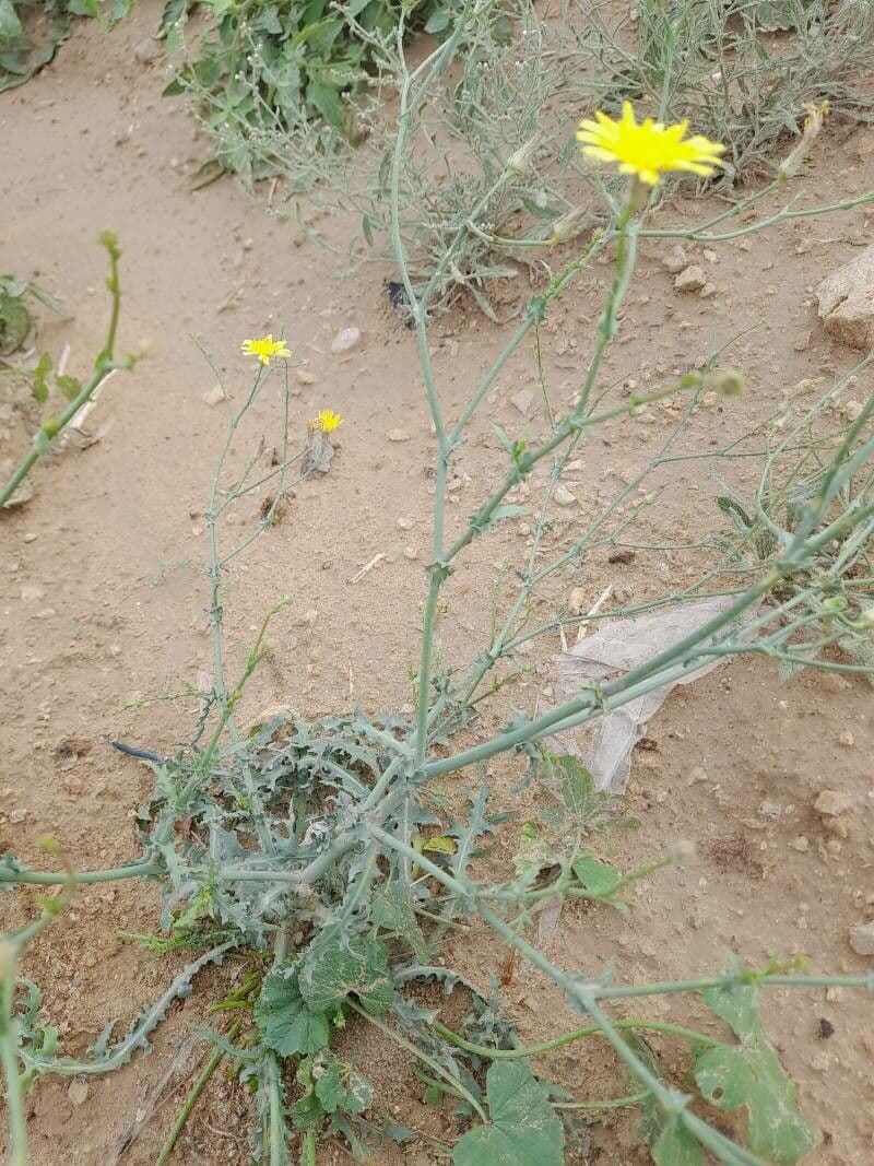 Launea mucronata 20
