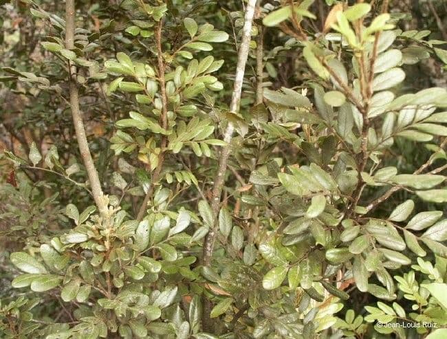 Guioa villosa 10