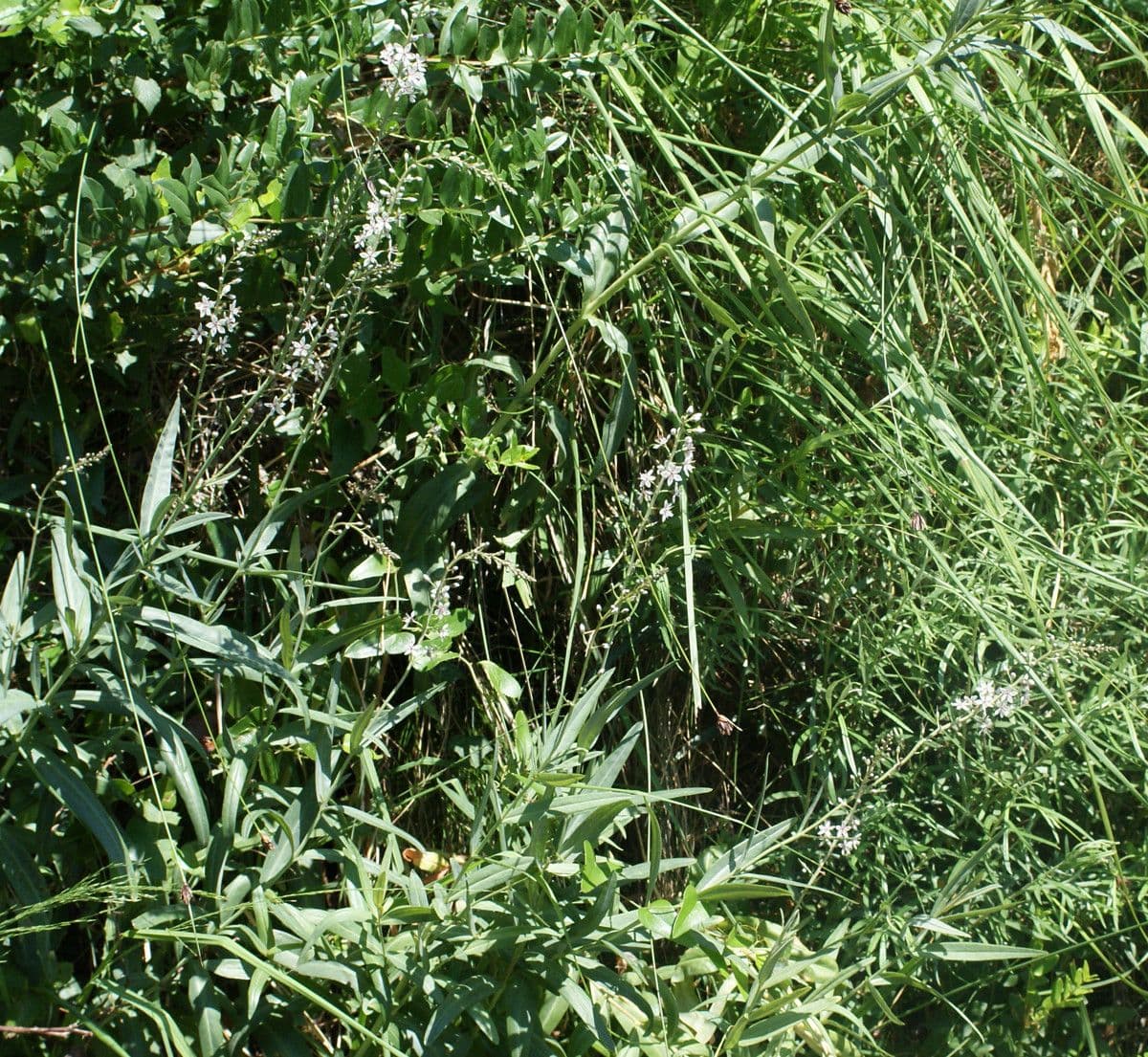 Erba lucciola 14