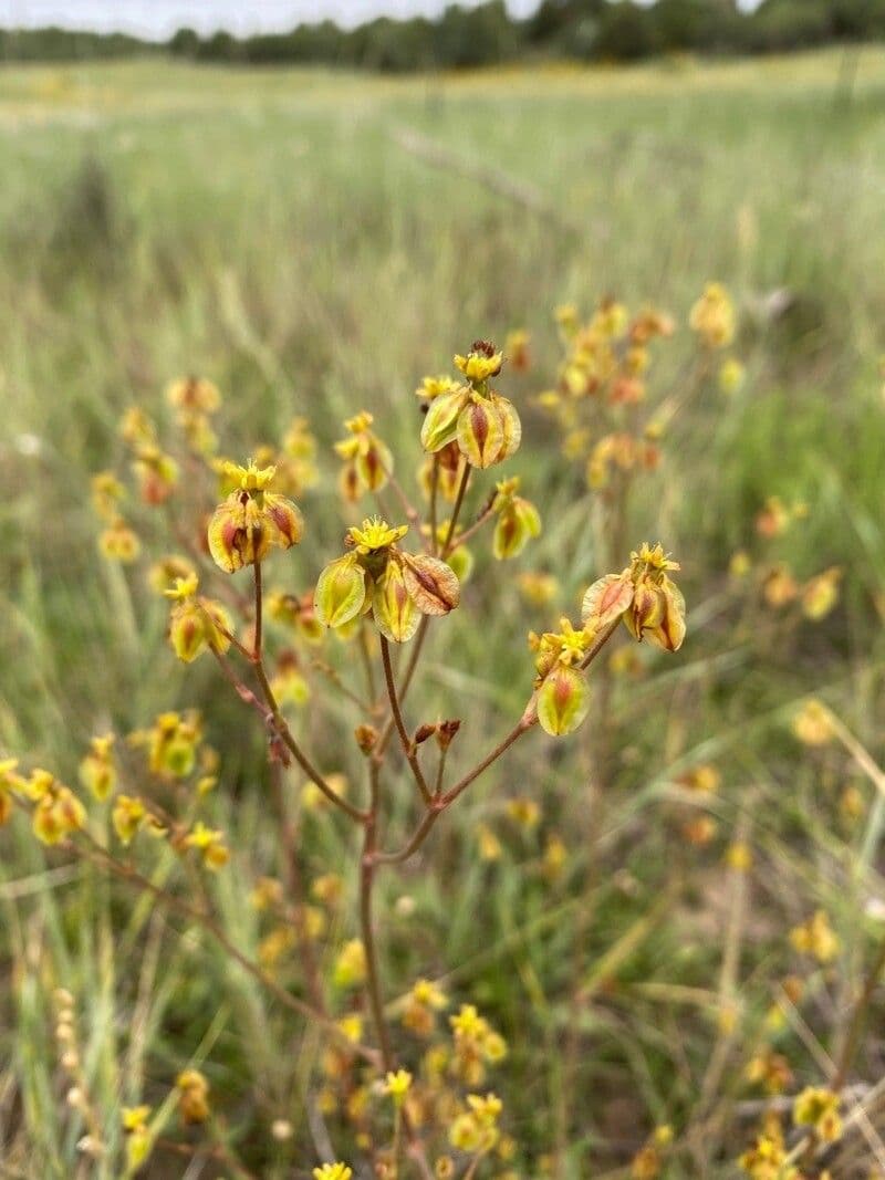 Eriogonum 4