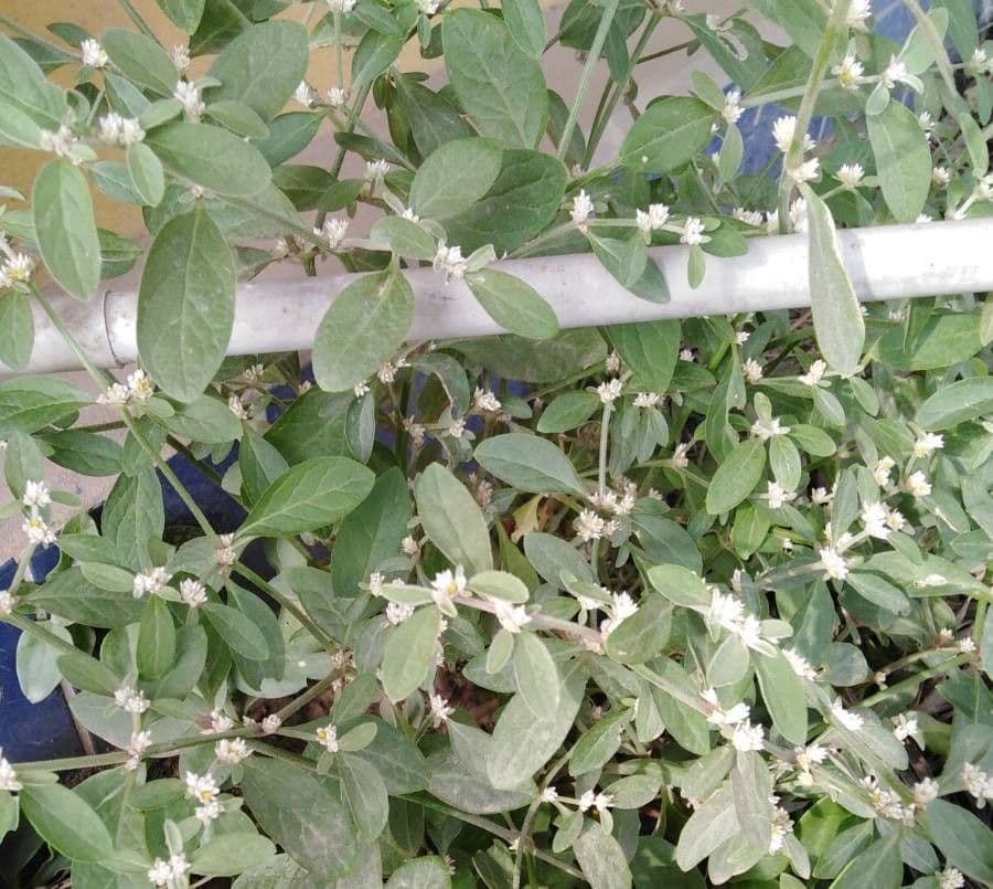 Alternanthera sessilis 6