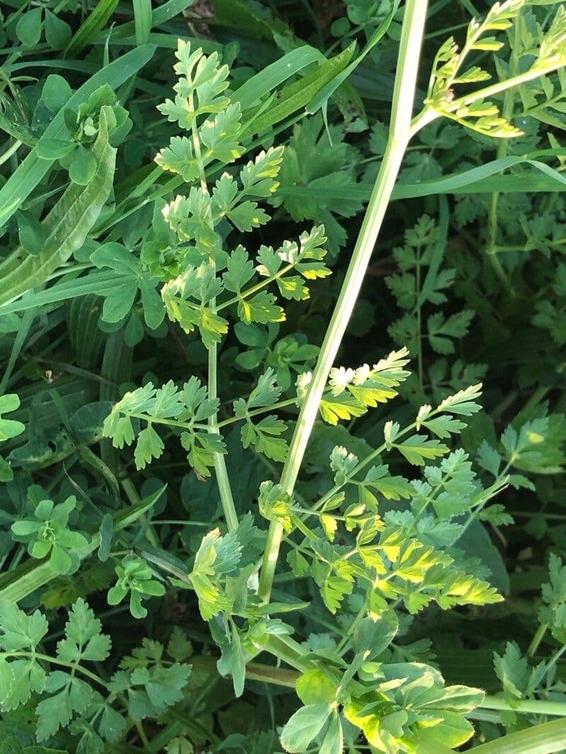 Finocchio acquatico 20