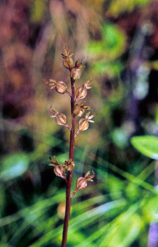 Lesser twayblade 22