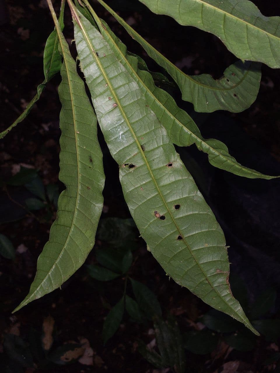 Spruce Cashew