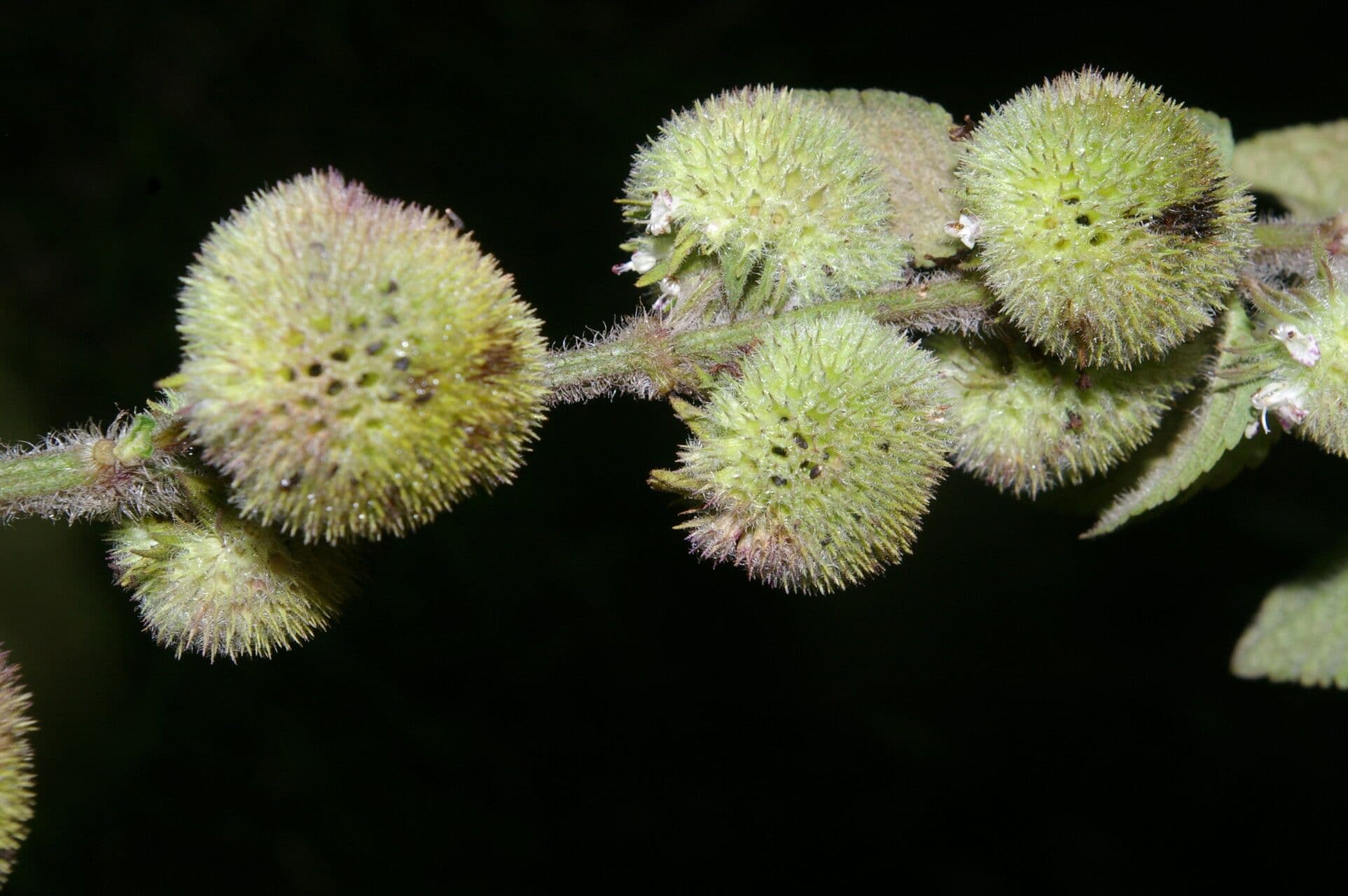 Hyptis sinuata