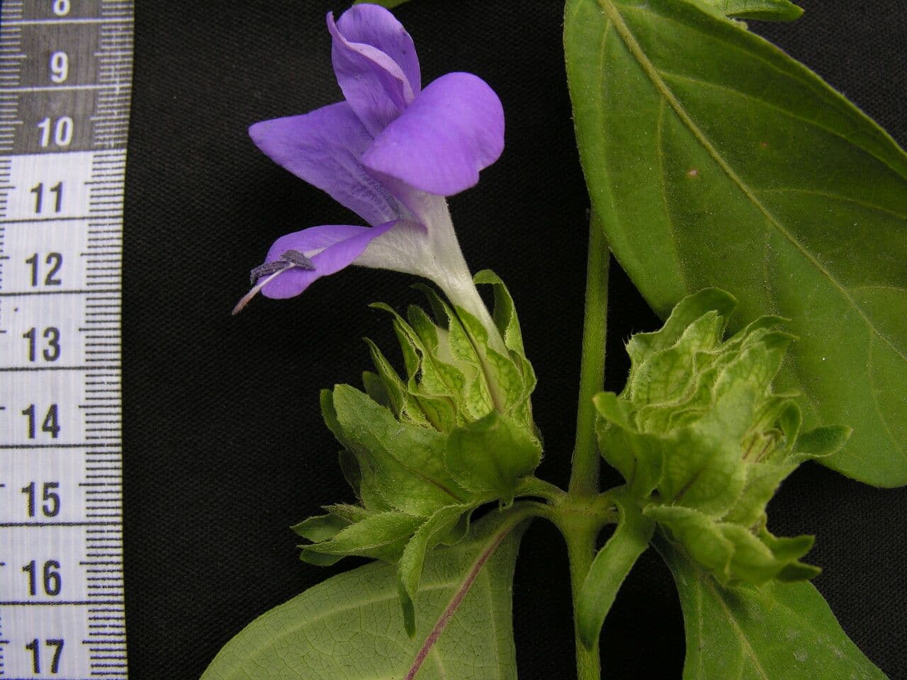 Barleria 5