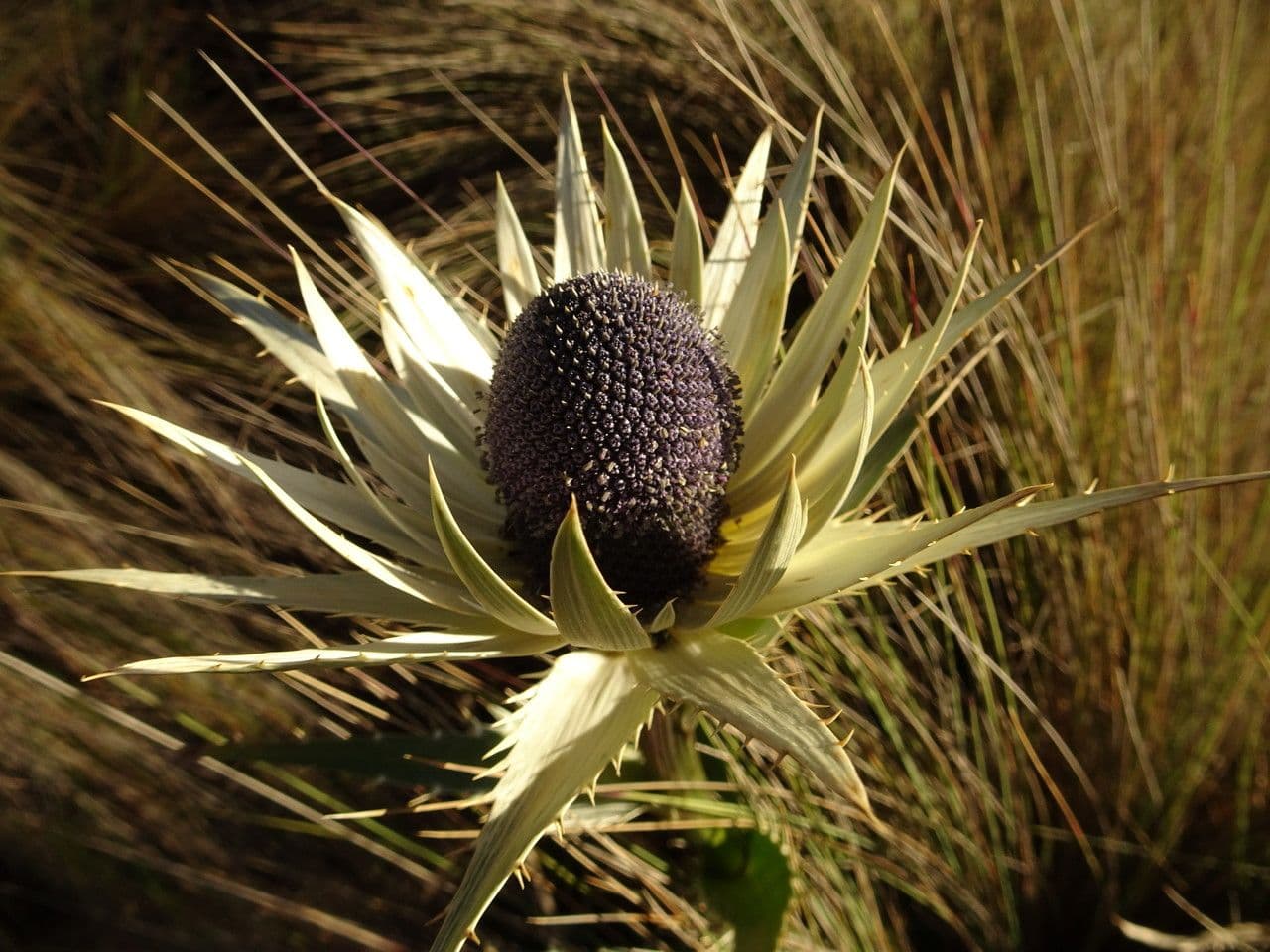 Eringio 3