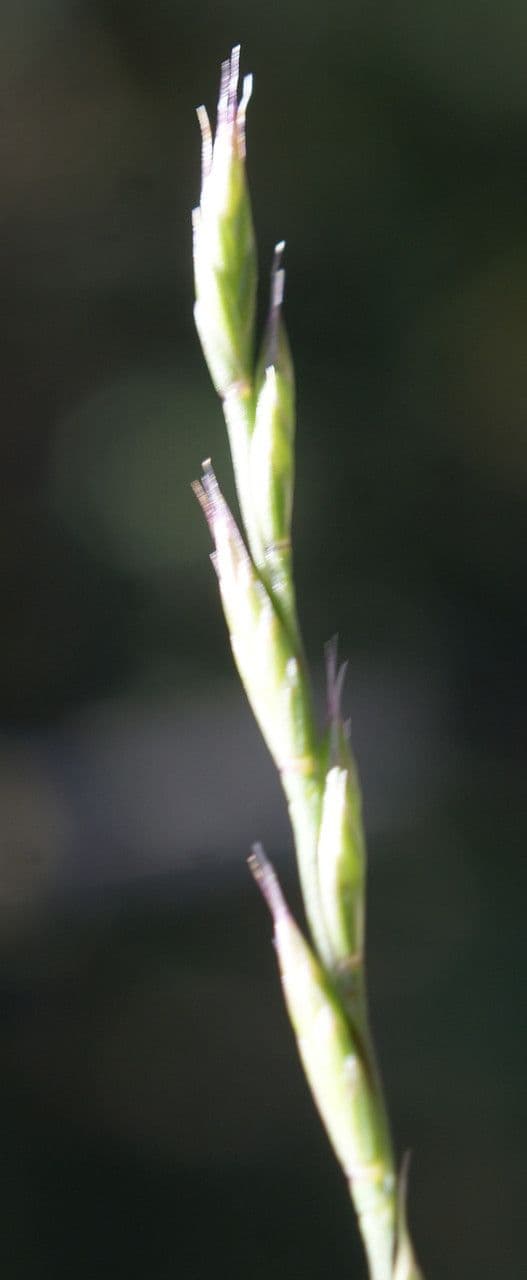Festuca di Lachenal 7