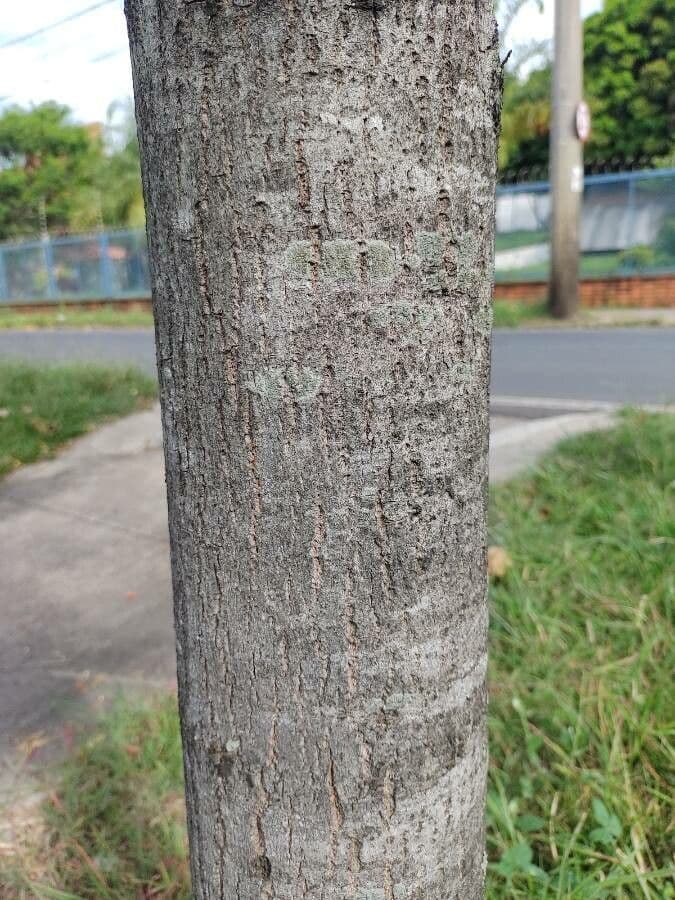 Cariniana rubra 12