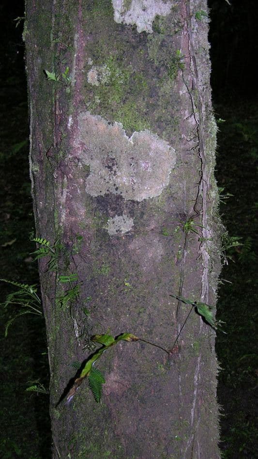 Sterculia 14