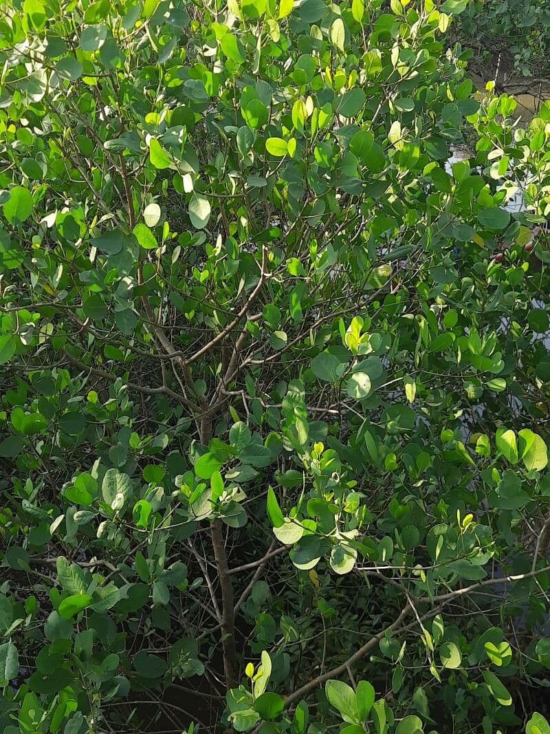 Sonneratia alba 7