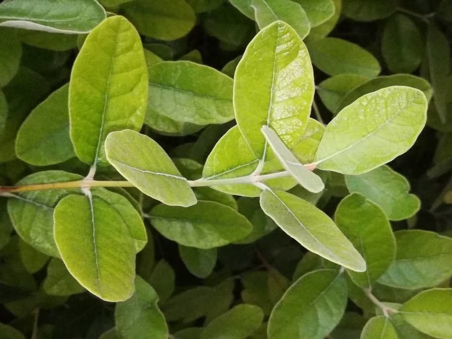 Feijoa 19
