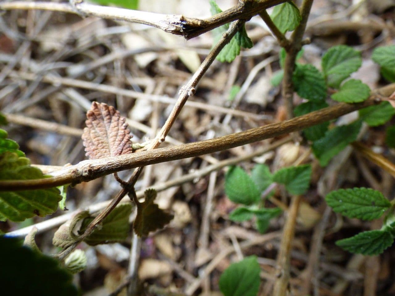 Lantana 21