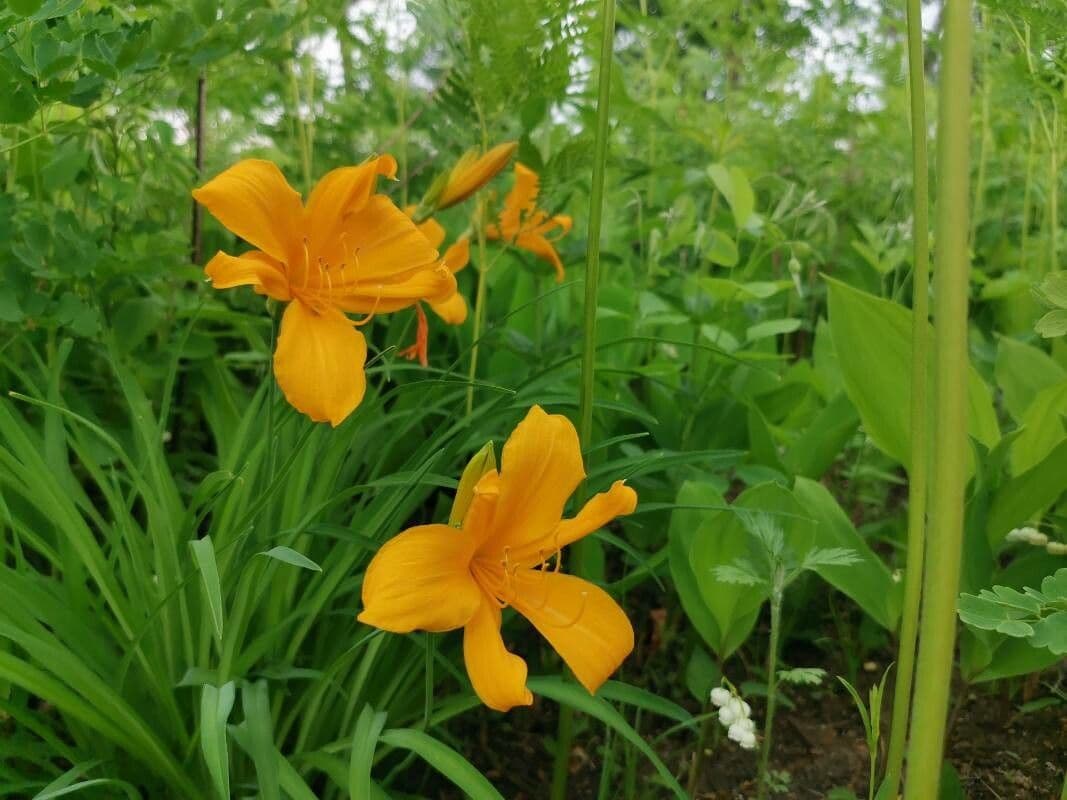 Hemerocallis middendorffii