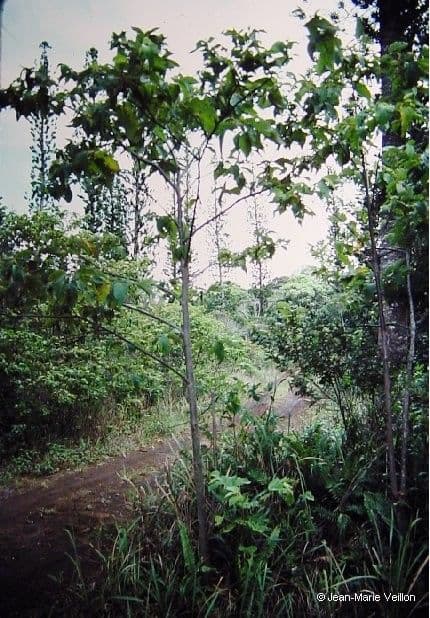 Commersonia bartramia 14