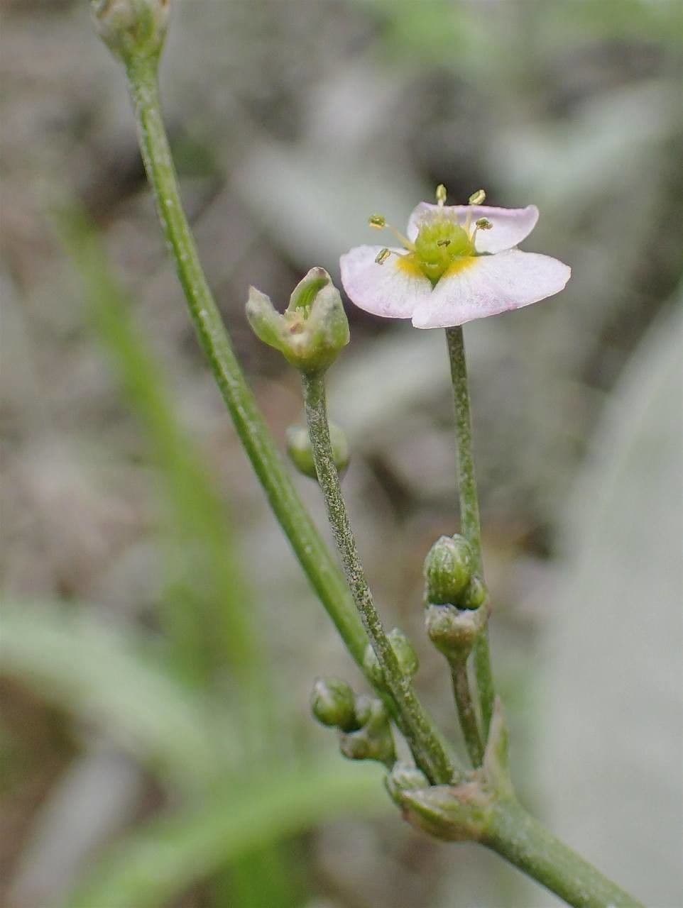Alisma lancéolé 7