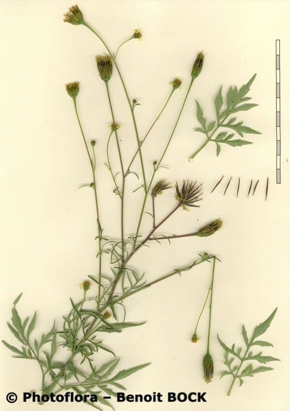Größeres Bettlerkraut 26