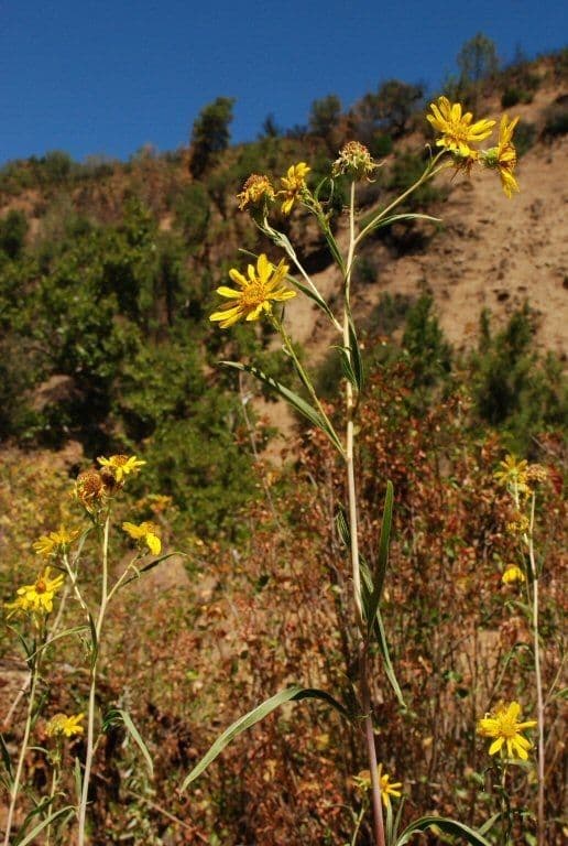 Girasole della California 10