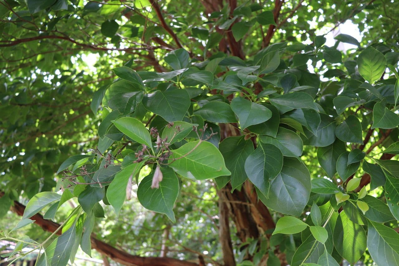 Calycophyllum 12