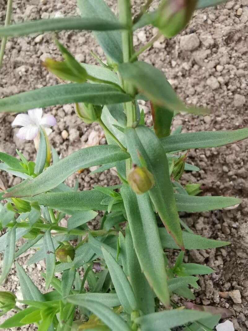 Graciola lekárska 16