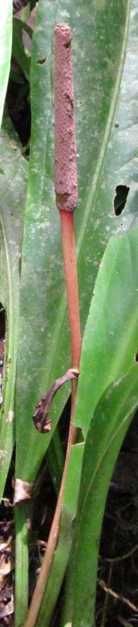 Anthurium 16