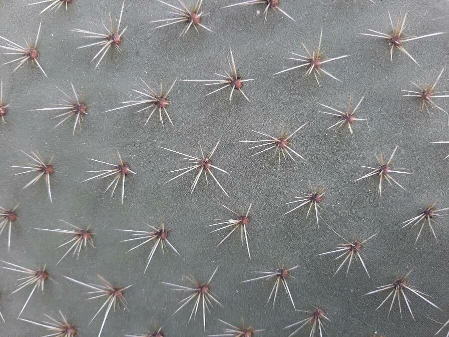 Opuntia leucotricha 18