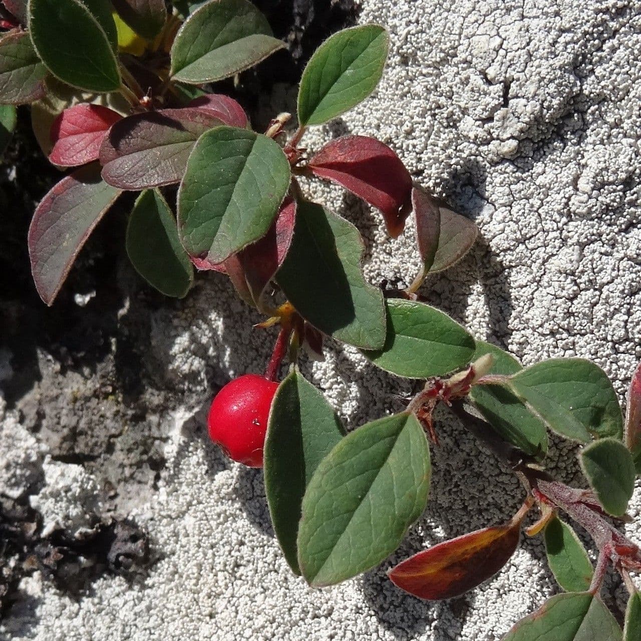 Cotoneaster de hoja entera 26