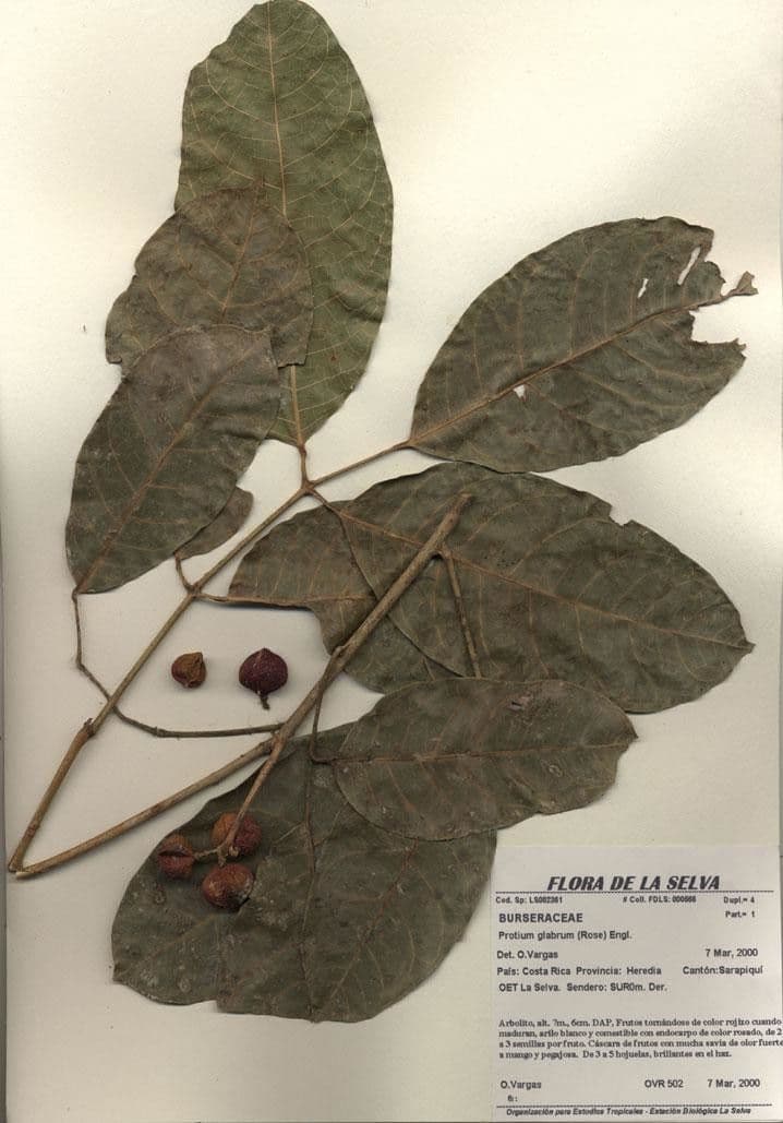 Protium 14