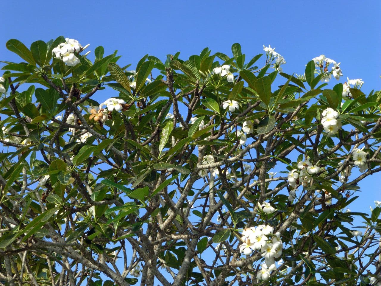 Frangipani 9