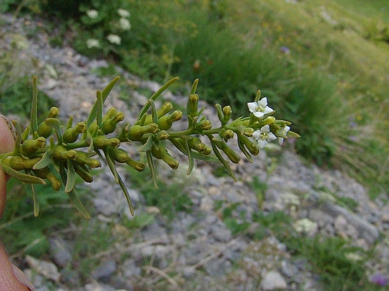 Alpen-Leinblatt 25