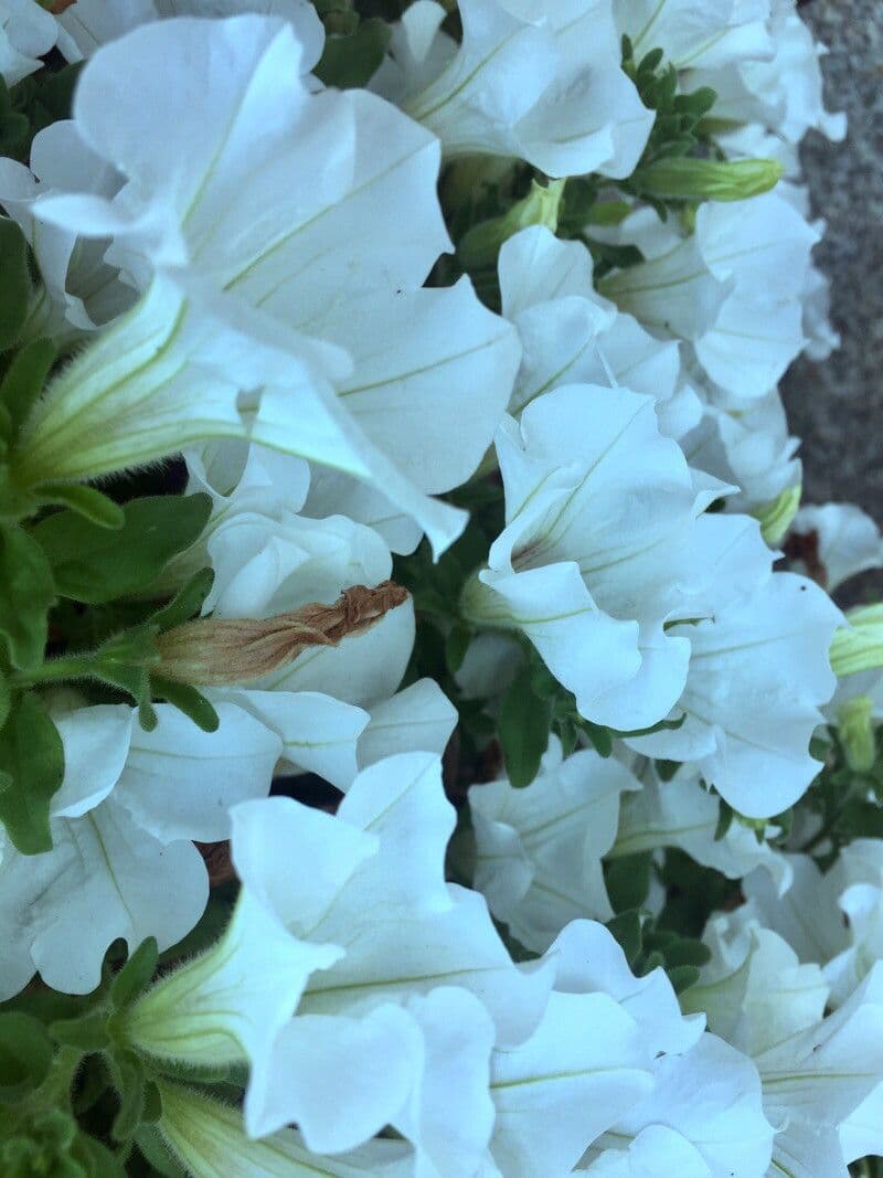 Petunia 12