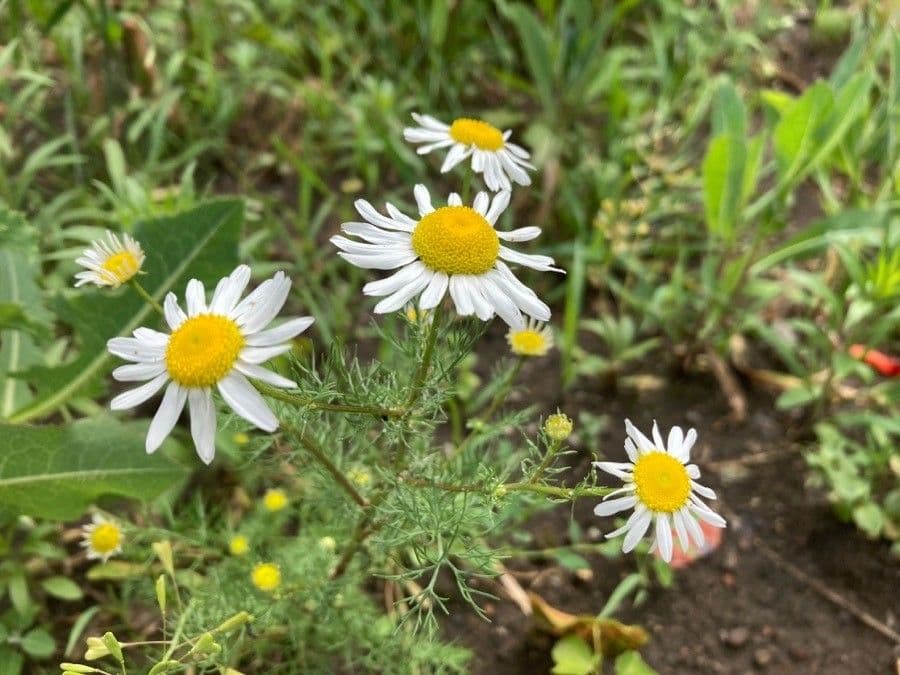 Scentless mayweed 10
