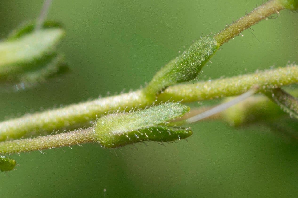 Veronica ponae 21