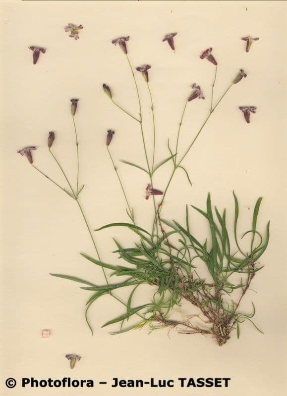 Silene campanula 7