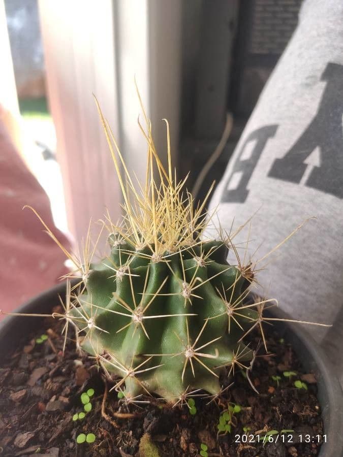 Cactus barile uncinato 13