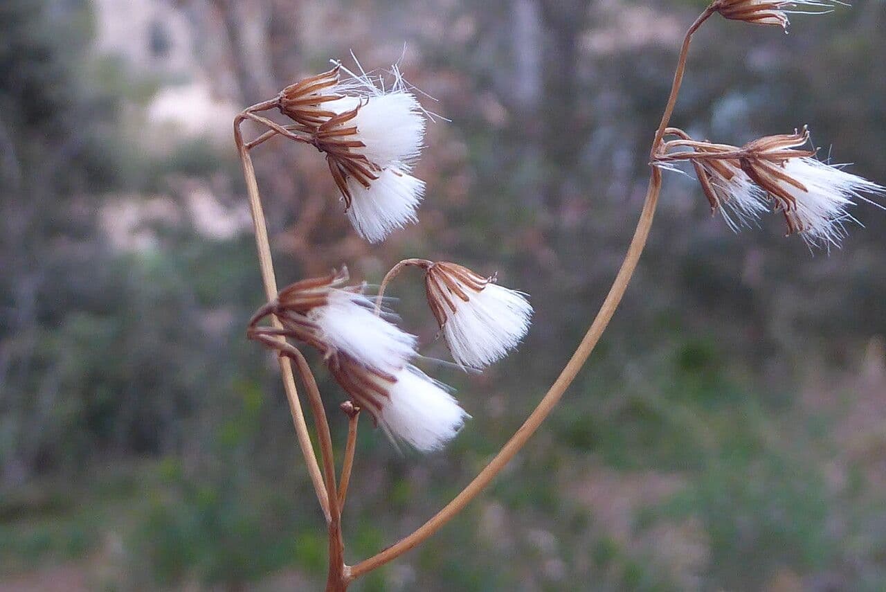 Senecio a foglie lineari 3