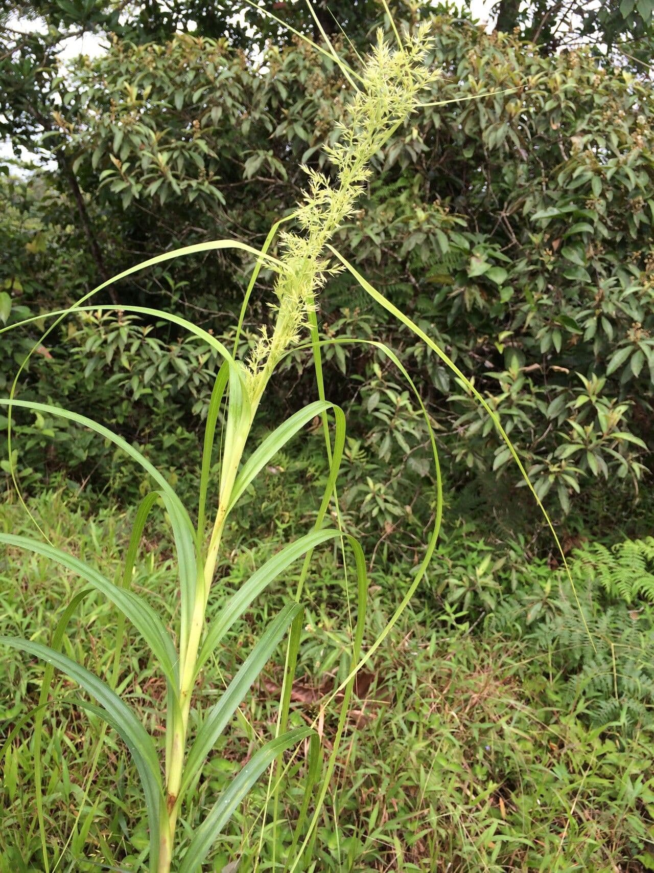 Rhynchospora