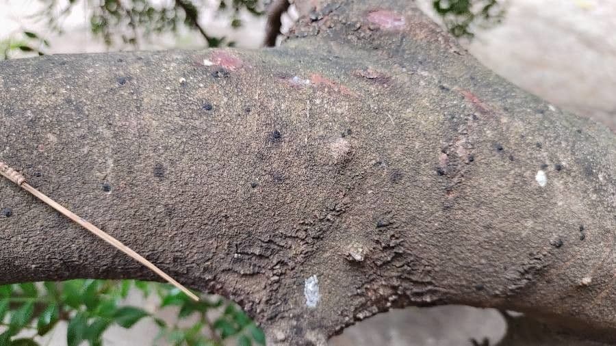 Zanthoxylum fagara 16