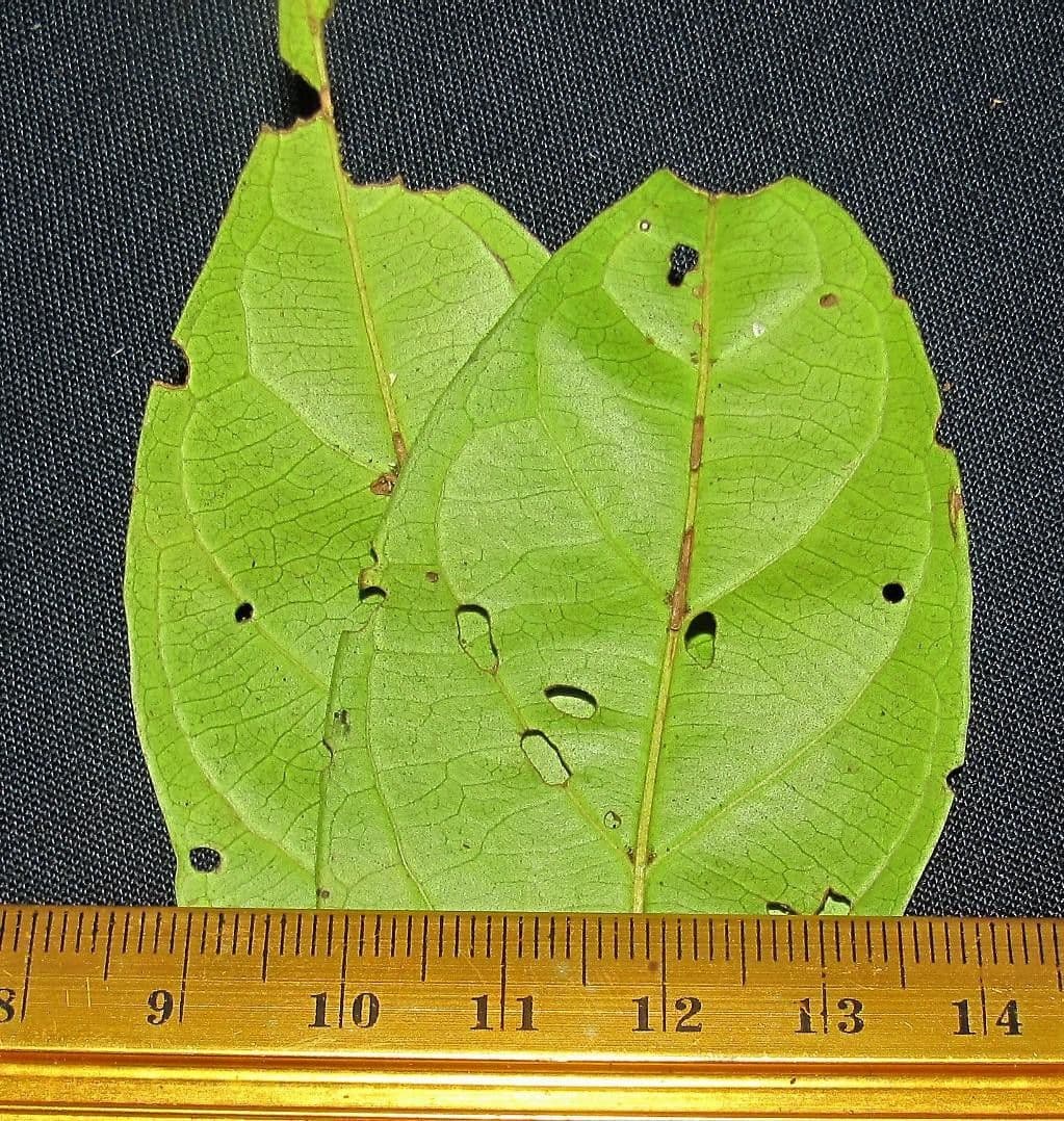 Combretum lasco 5