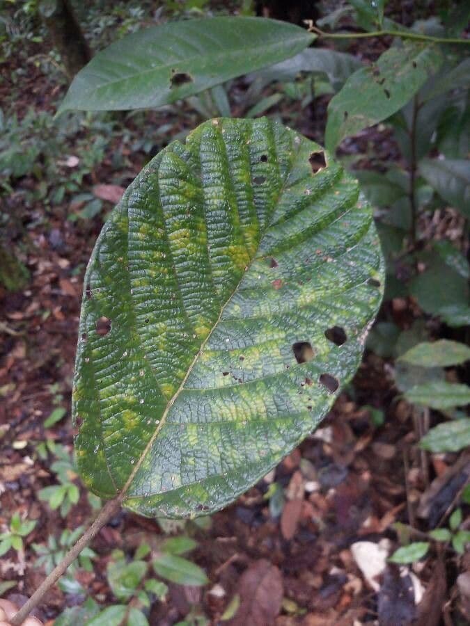 Sterculia 6