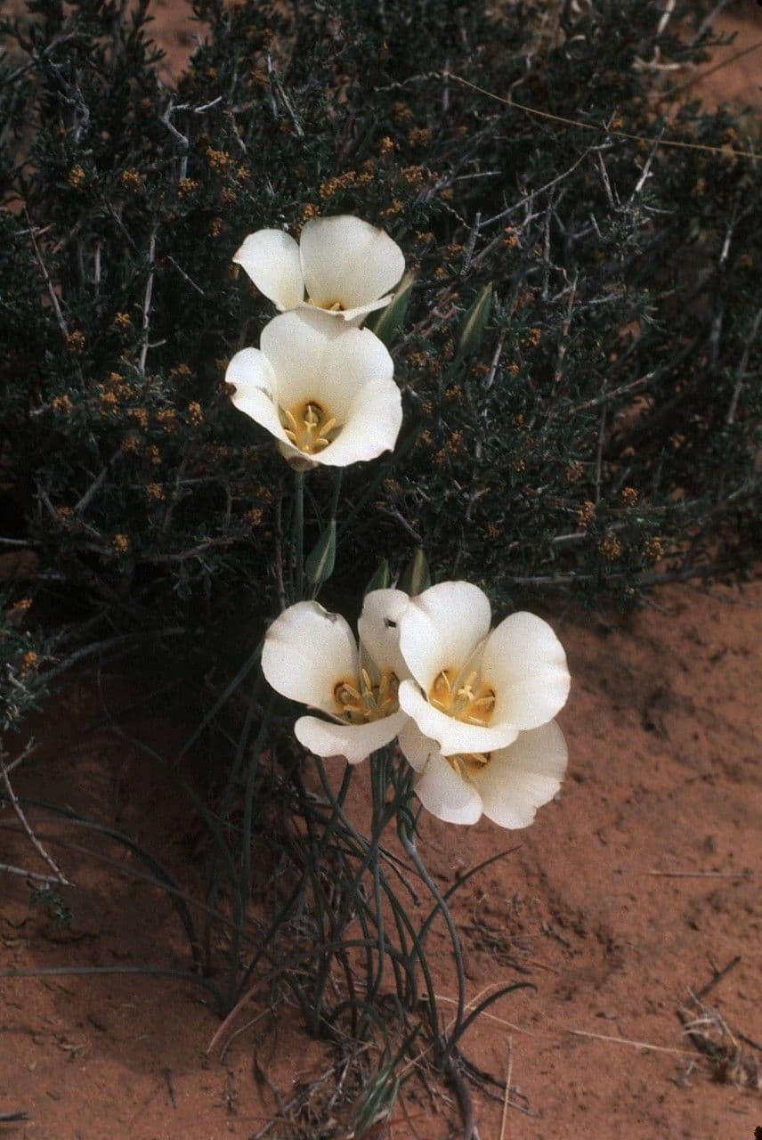 Nuttalls Kugelblume 6