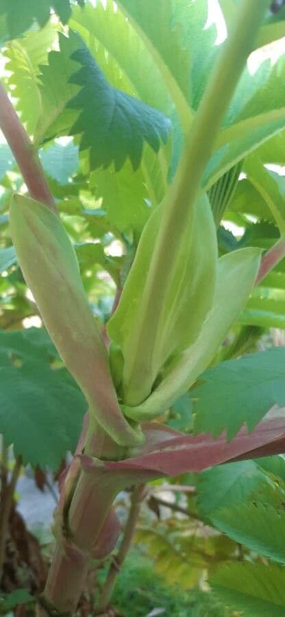 Melianthus maggiore 21