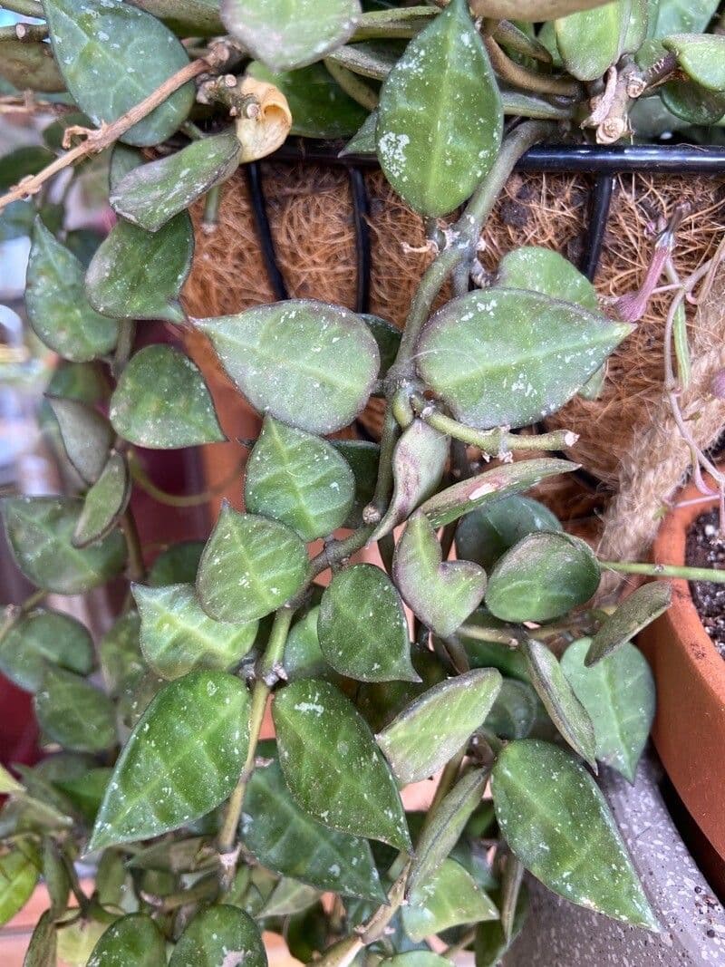 Hoya 11