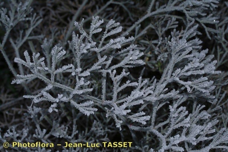 Seseli tortuoso 27