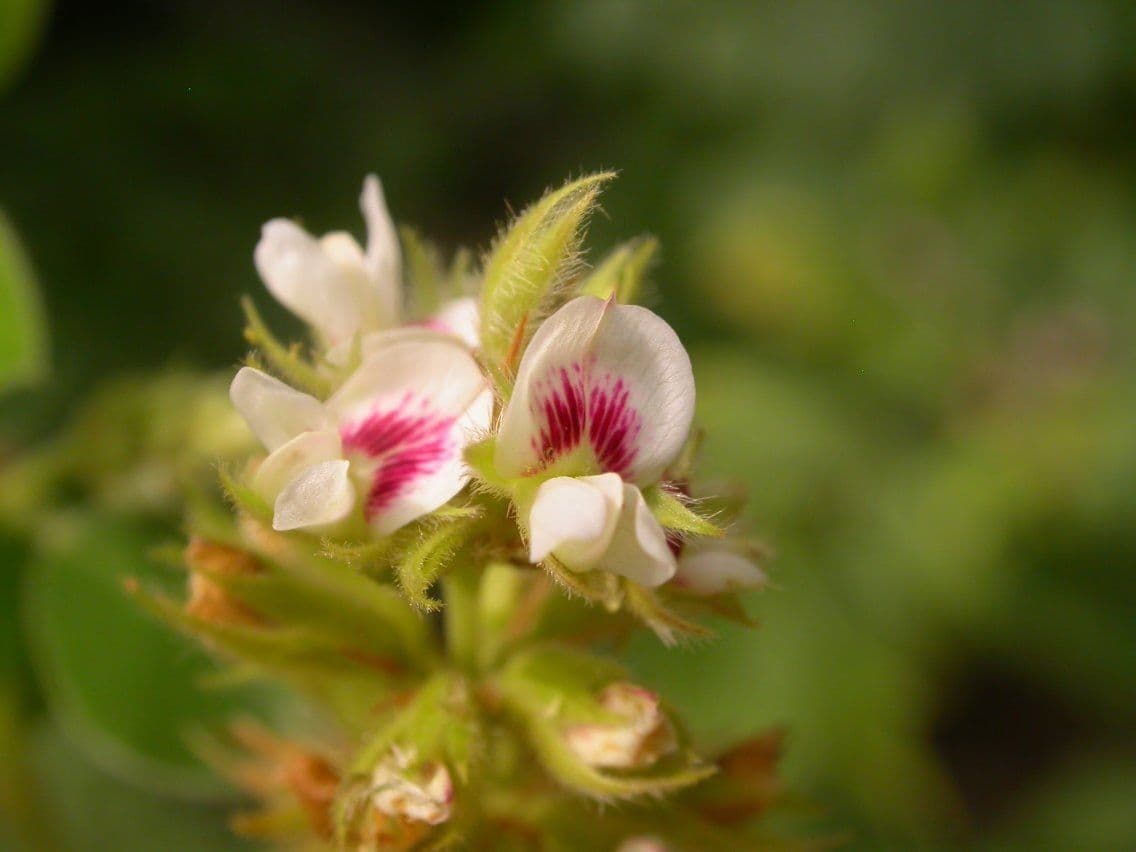 Lespedeza lysá 6